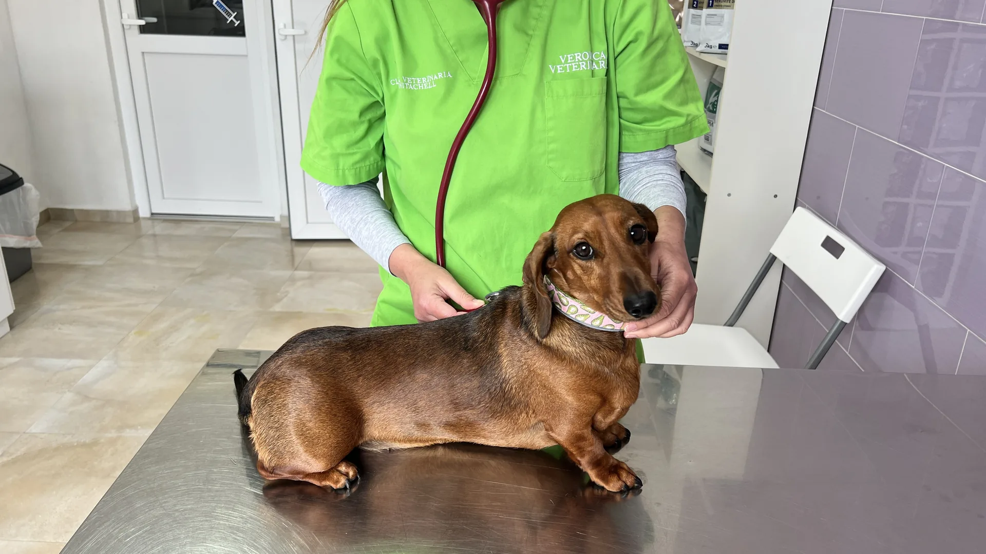 btx-gallery-veterinario-02.webp